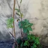 gilenoarcanjo4