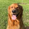 buddyboynash