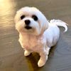 daisydog.maltese