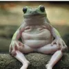 frogfromthebog