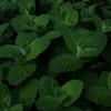 mint.tea.chen