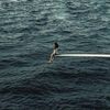 tarane_11228