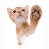explains.kitties0