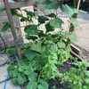 the.sugarapple.gu