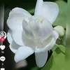 ridharaheem4