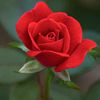 sweet.rose963