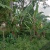 jenothideng