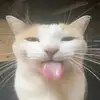 meobeothickmcdonal3