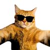 mrpurrrfit