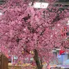 van.hoang.nguyen104