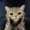 mydumvp_dontlookhere0