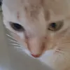 fateyt5