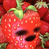 ameliapops3eeattt