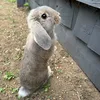 01honeybun
