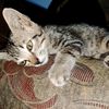 story.cat