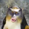 cercopiteco2025