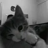 chaucutii10