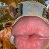 ai.phuon