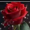 user309856000421
