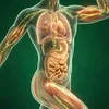 Body Facts