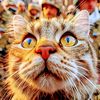 cats__forest