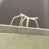 stickbug7215