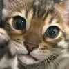 cat.world86