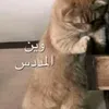 love236264