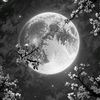moon.esmeal