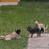 las_arenitas