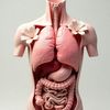anatomyartsusa