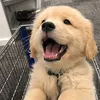 sonrisa.canina