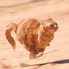 Fast N Furri