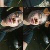irenhamisi2