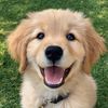Dog health tips 🐶