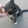 nyatrickster