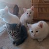 oguz44bb