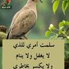 user7619800976242