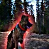 pess_dogpk