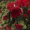 eman.barham.karem