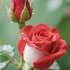user9270813444561