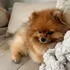 honeyboo.the.pom