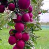 fruitsvideo2