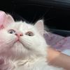 snowypersianboy