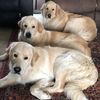 The Golden Bros