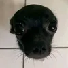 charlie.nash80