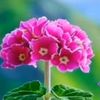 amelia.achmad0