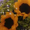 daphne.arella.cam0