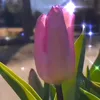tulipflower924
