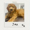jaxthegoldendoodle_